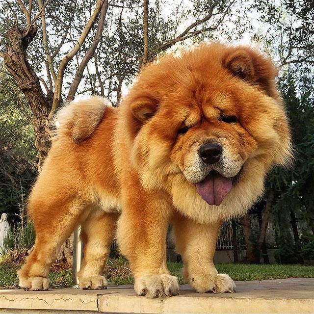 Going out today, who's up for a hike!? 🦁 @chowchow.ben chowchow  beirut... (Aïn Aâr, Mont-Liban, Lebanon)