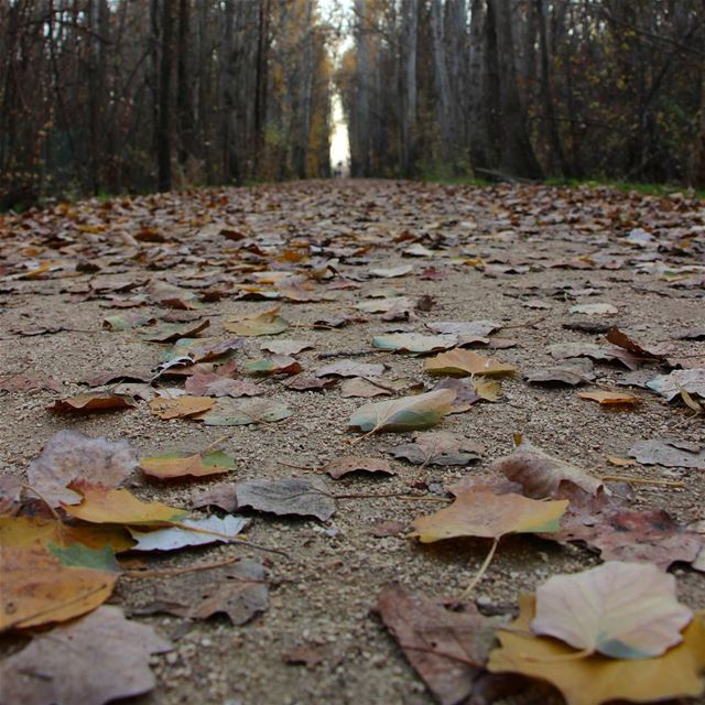 Going with the wind 🍃  livelovelebanon  livelovebeirut  livelovebekaa ...