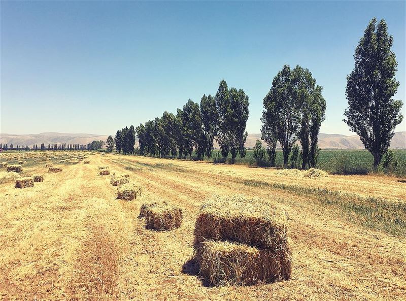 Gold•Green•Blue 🌾🍃🌳🐝🐞🦋 layers  gold  green  blue  outdoor  nature ... (Beqaa Valley)