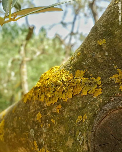 📷🍃👌🌳  gold!  ذهبي  naturelovers  nature_shooters ... (Hasbaya Home)