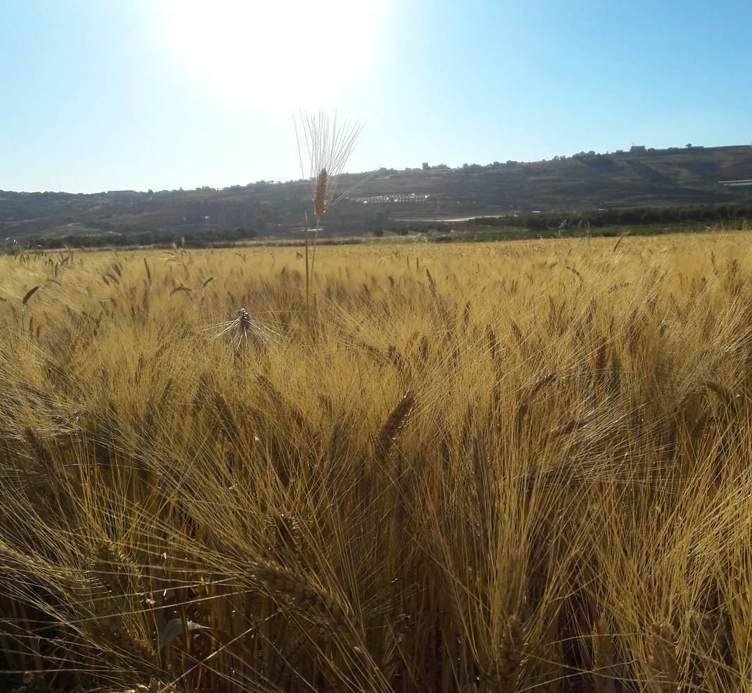 Golden fields  khiam  marjayoun  south  lebanon   gold  color  fields ... (Al Khiyam, Al Janub, Lebanon)