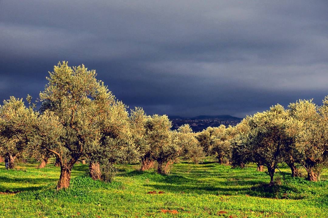 Golden Hour olive  trees  sunset  thunderstorm  clouds  dark  nature ...