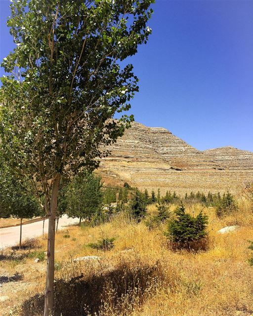 Golden  mountain  bluesky  tree  landscape  nature  mountainlovers ...