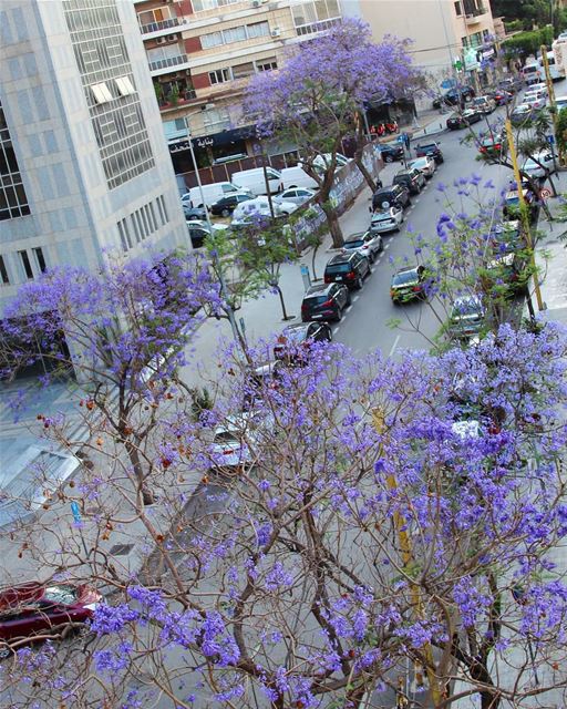 Good afternoon Beirut 💜 .......... Lebanon  beirut  jakaranda ... (Beirut, Lebanon)
