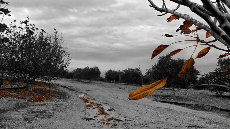 Good afternoon dear followers with this amazing viewPhoto taken by @place (Ghassaniyah, Al Janub, Lebanon)