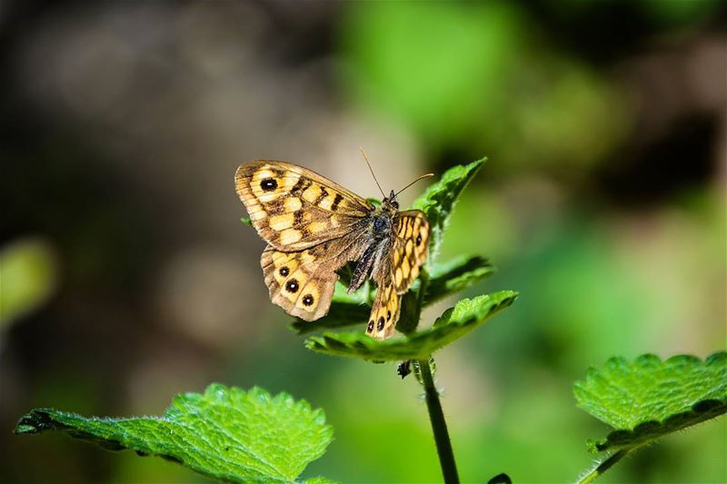 .Good afternoon dear Friends and IGers 👋👋👋🐞🐛🌿🍃.....◎TAG...