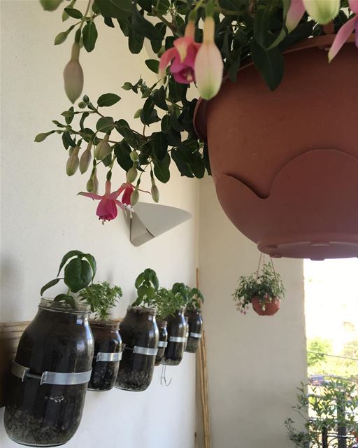 Good Afternoon from my Hanging Garden 💓  fushia  basil  flowers  balcony ...