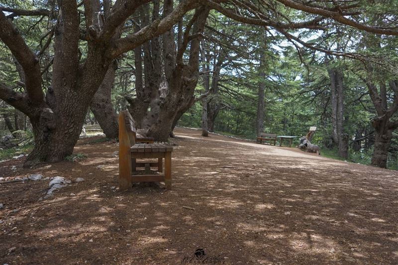 Good evening 🌲🍃• • •  chouf  shoufreserve  lebanon  beirut ... (Al Shouf Cedar Nature Reserve)