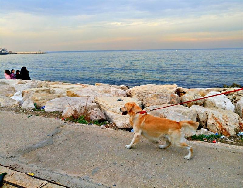 Good evening dear followers with this amazing viewPhoto taken by @places. (Soûr, Al Janub, Lebanon)