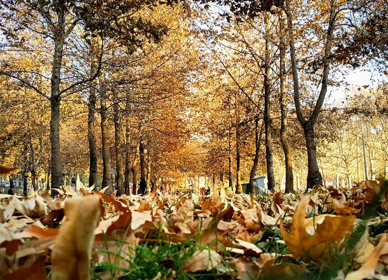 .Good evening dear friends from Baalbek ! Lovely fall still here except...