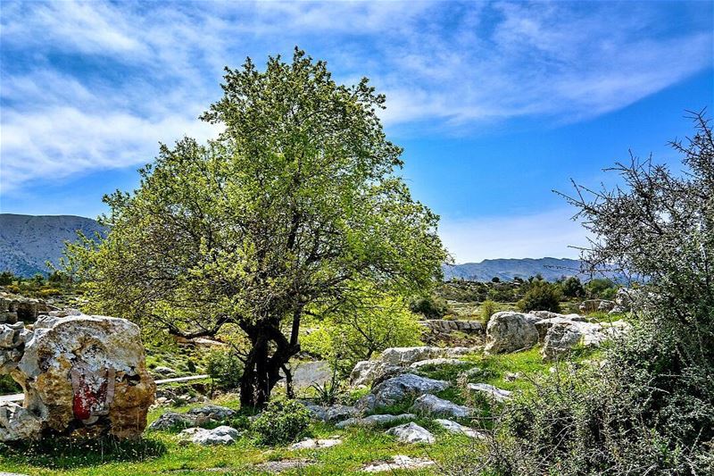 .Good evening dear friends from Barouk! We are back:) finished some... (Bâroûk, Mont-Liban, Lebanon)