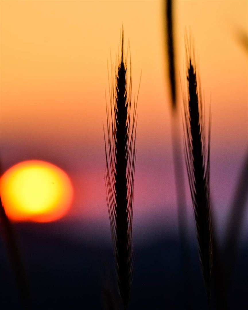 .Good evening dear friends from faqra! Beautiful sunset behind the wheat.... (Faqra, Kfardebian)