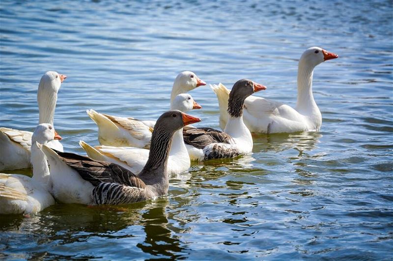 .Good evening dear friends from Taanayel, Bekaa!  livelovebekaa ...... (Taanayel Lake)