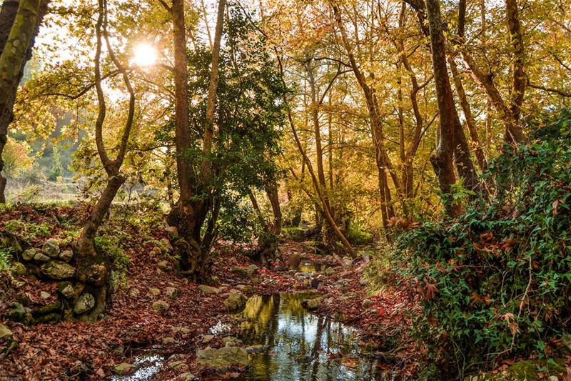 Good evening dear friends with this amazing photo taken today from Aanout!... (Aanout, Mont-Liban, Lebanon)