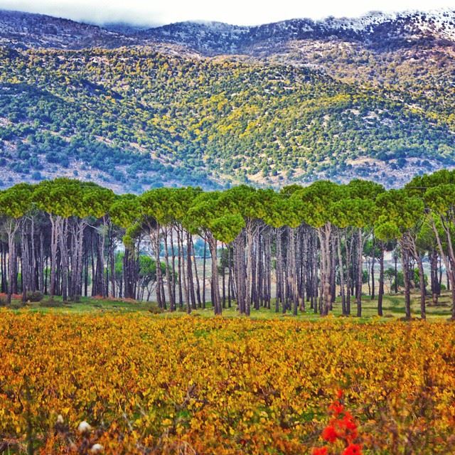 Good evening from west bekaaBarouk mountain and a beautiful line of pine...