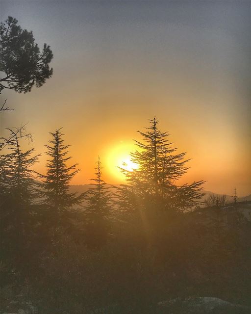 Good evening 🌲 (Hammana)