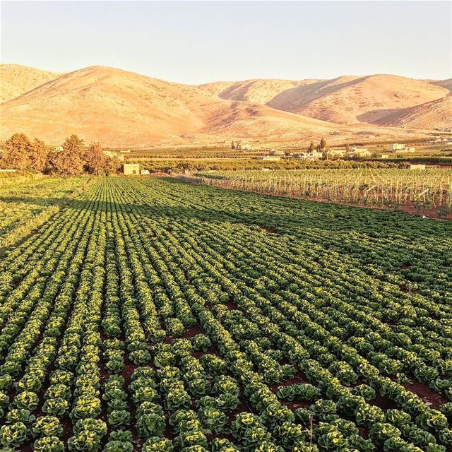 Good Evening, Just another kind of Gold. 😻 | Kafarzabad |📷| | ... (Kafr Zabad, Béqaa, Lebanon)