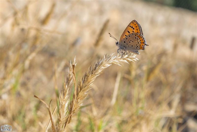 Good evening my friends ☺ butterfly  insects  insect  nature  lebanon ...