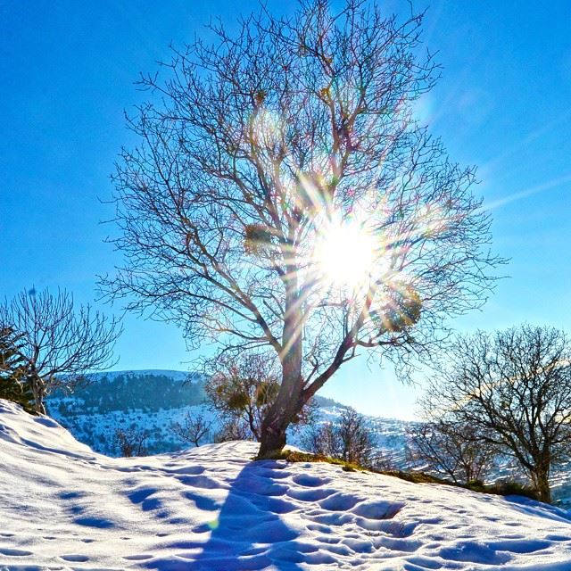 Good morning all The shining tree. Lala , west bekaa, LebanonHDR〰 〰 〰 〰...