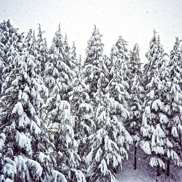 Good morning all !The storm is HERE ! ❄🌀⚡Location: Al-Arz Bcharre...