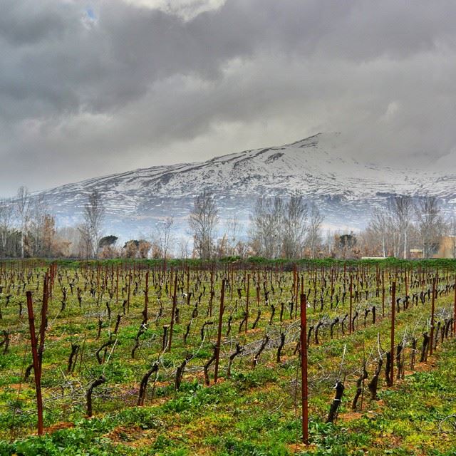 Good morning all with this lovely picture from Bekaa !Foggy and...