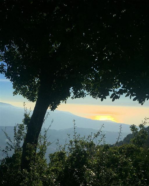 Good morning beautiful peeps 😘🌳...... morning  picoftheday ... (Lebanon)