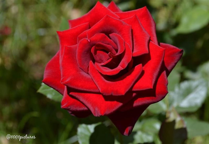 Good morning beautiful Sunday...... roses  velvet  red  flower ... (Tannurin At Tahta, Liban-Nord, Lebanon)