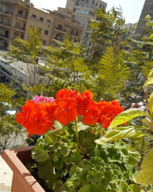 Good morning Beirut!  nofilter .......... ilovebeirut  Lebanon ... (Beirut, Lebanon)