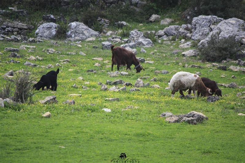Good morning • • •  chouf  shoufreserve  lebanon  beirut  livelovelebanon... (Baadarâne, Mont-Liban, Lebanon)
