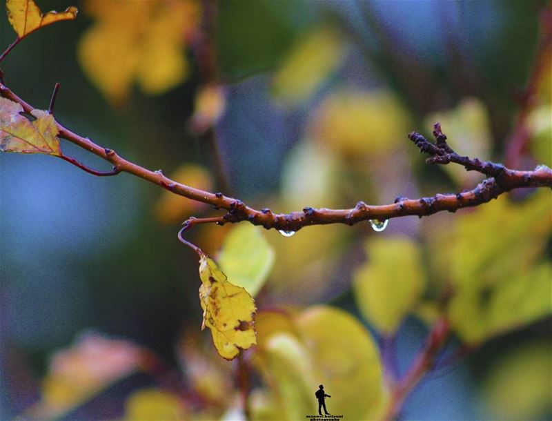 Good morning  coldweather  cold fall yellowleaves  chouf jbaa...