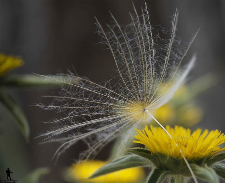 Good morning dear followers  macro  macrophotography  macros  igmacro ...