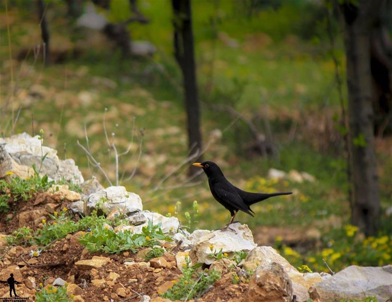 Good morning dear followers. morning   spring  nature  blackbird  chouf ...