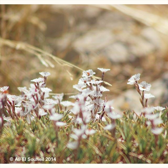 Good morning dear friends  white  flowers  nature  peacefull  lebanon...