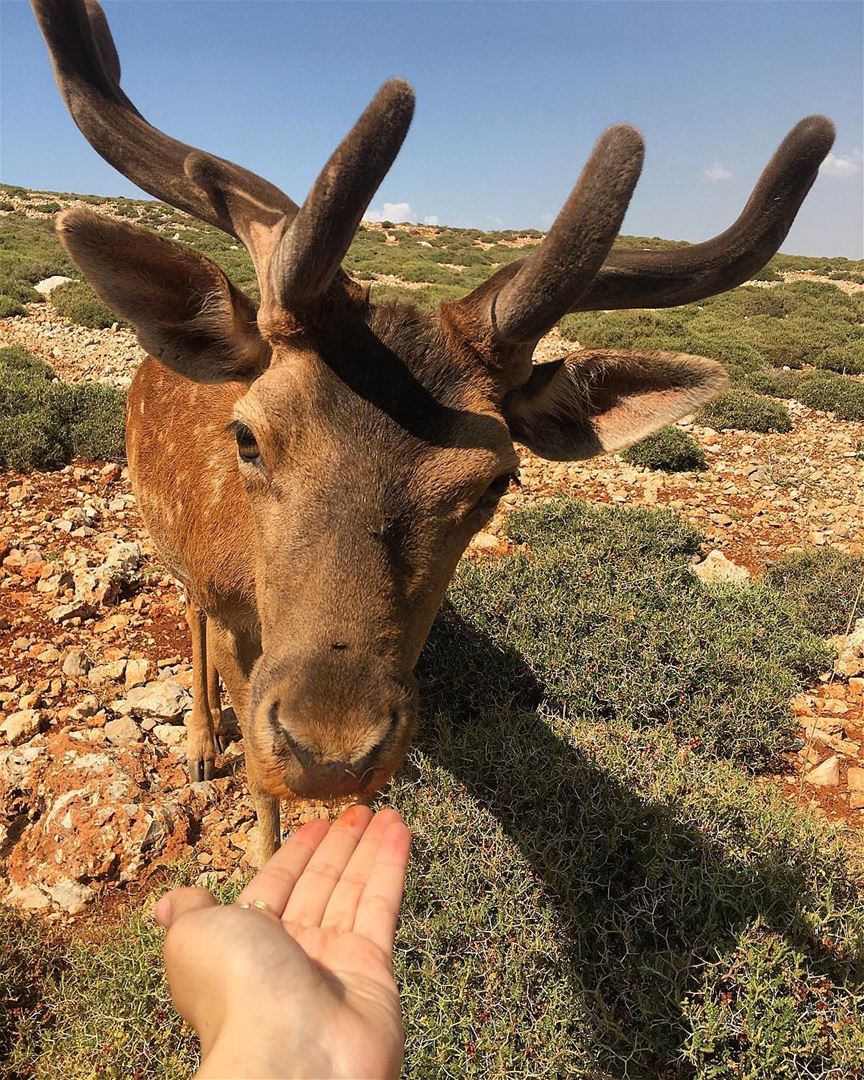 Good•Morning "Deer" 🦌 bekaa  aana  westbekaa  deer  outdoor  nature ... (Aâna, Béqaa, Lebanon)
