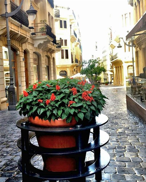 Good morning everyone 💚 beirutdowntown  lebanon  insta_lebanon ... (Downtown Beirut)