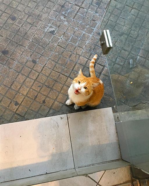 Good Morning 🐱🐱🐱-- fall beirut lebanon october  instagram cat art... (Beirut, Lebanon)