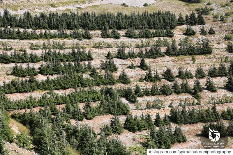 Good morning from Chouf !!!....... SpiroAlBatrouniPhotography ... (Barouk Cedars)