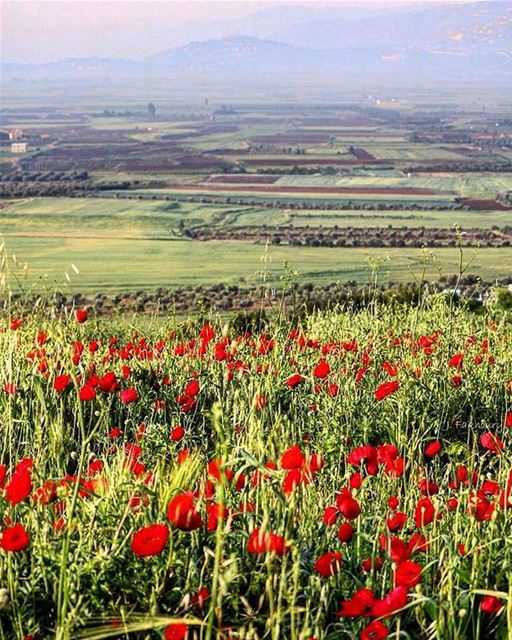 Good Morning from Marjayoun 😃صباح الخير من مرجعيون Photo taken by @johnf (Marjayoûn, Al Janub, Lebanon)