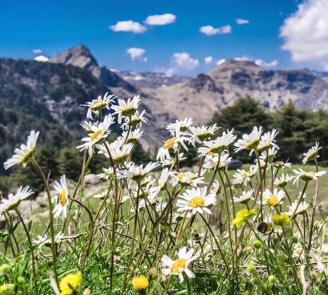 Good morning from Tannourine 🙌🌸🌲  bloom  blossom  hike  nature  daisies...