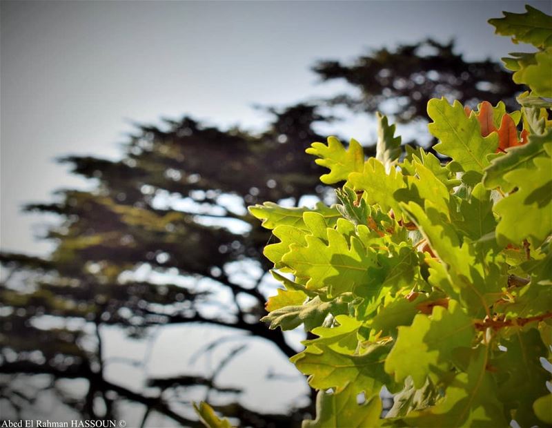 Good morning from  Tannourine   tannourinecedars  forest  naturalreserve ... (Cedar Reserve Tannourine)