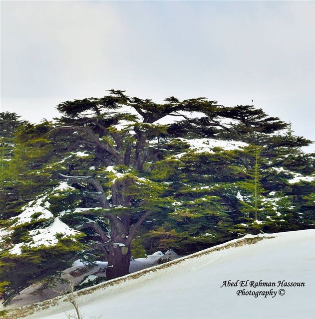 Good morning from the Cedars 😊 | Like my photography Facebook page ╰▶... (The Cedars of Lebanon)