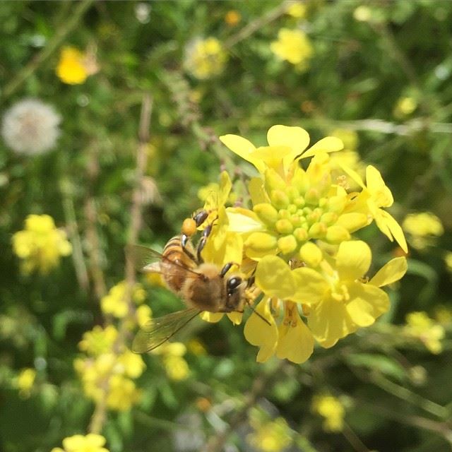  good morning from the nature flower yellow bee honey good weather...