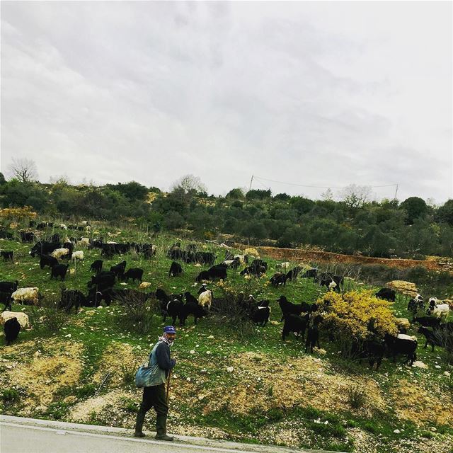 Good Morning from the Old Shepherd n me beautiful_lebanon ... (Nabatîyé)