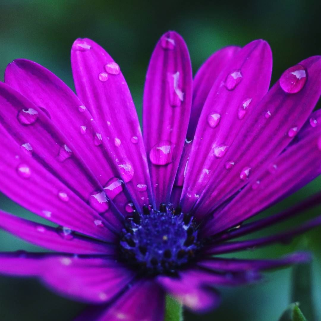 Good morning  goodmorning  bonjour  flower  flora  fleur  purple  mauve ...