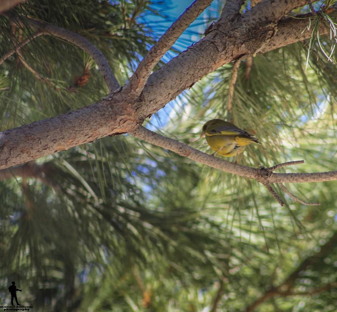 Good morning 💃  goodmorningpost  bird  nature  green  yellow  chouf...