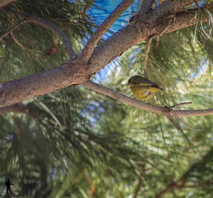 Good morning 💃  goodmorningpost  bird  nature  green  yellow  chouf...