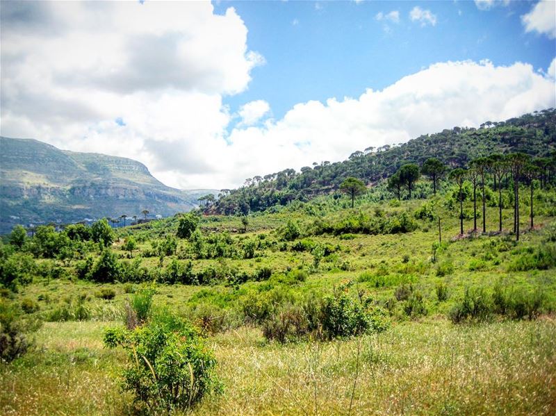 Good Morning  greenlebanon 🌲🌴🌳 sanelebanon 🍃...