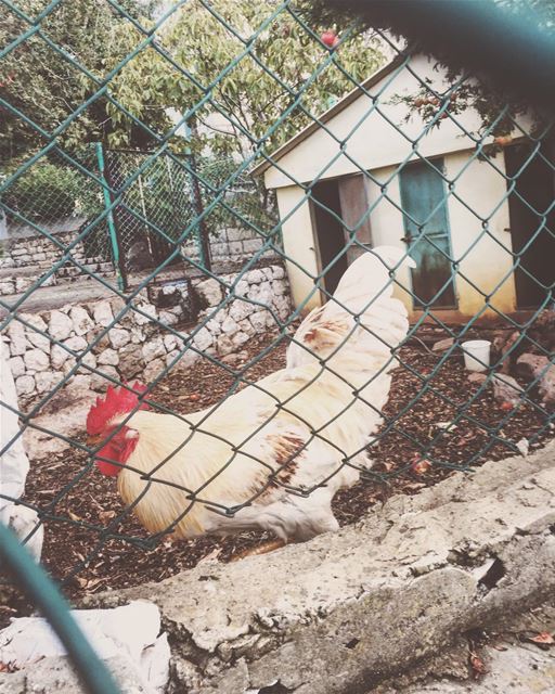 Good morning, humans. lebanon  rooster  animal ...