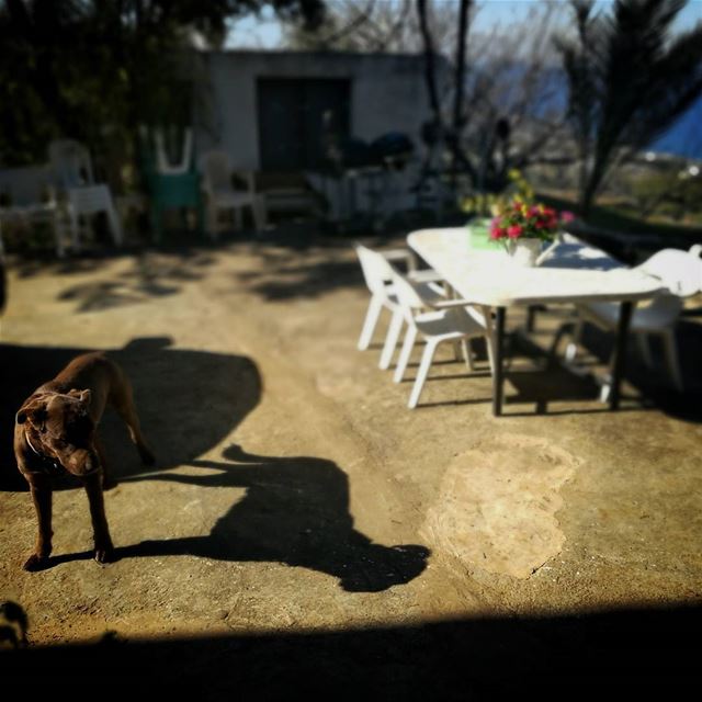 Good morning! -  ichalhoub in Smar Jbeil north  Lebanon shooting with a ...