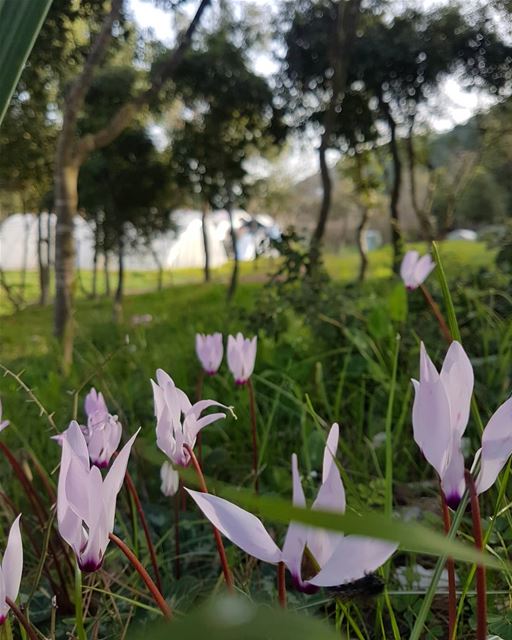 Good morning ig_respect  ig_lebanon  insta_lebanon  ptk_nature ...